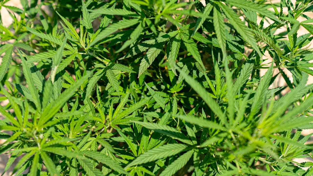 Cannabis High Authority Backlinks: What “High Authority” Actually Means in 2026
